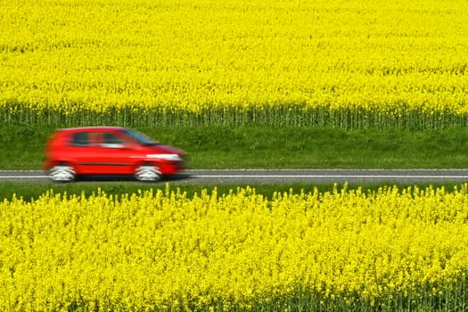Yellow rapse field in denmark in spring