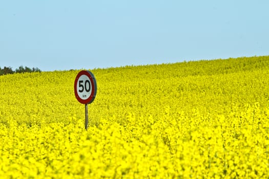Yellow rapse field in denmark in spring
