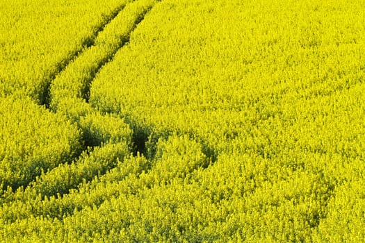 Yellow rapse field in denmark in spring