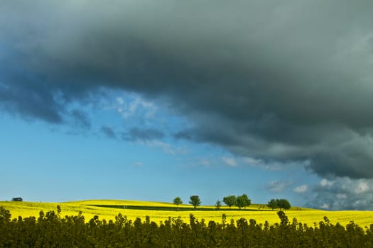 Yellow rapse field in denmark in spring