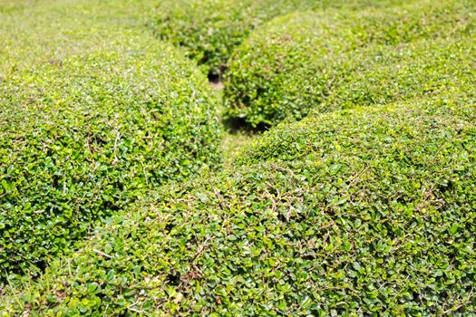 Green bushes wall background, shallow depth of field