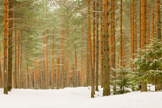 Cross country skiing path in the pine wood forest
