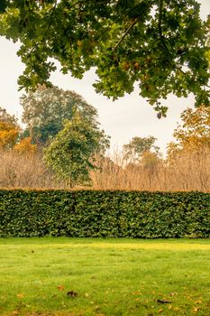 Hedge in a park at autumn