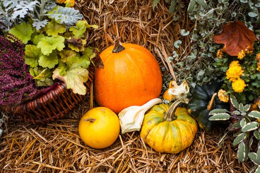 Pumpkins at a autumn ornament 