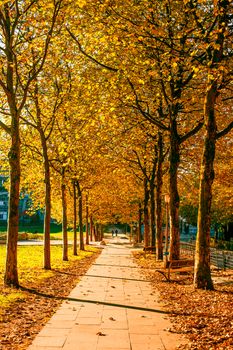 Autumn trees in a public park