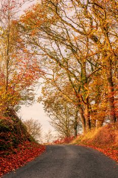 Colorful autumn landscape with a road