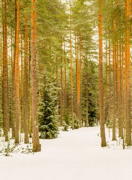 Cross country skiing path in the pine wood forest portrait