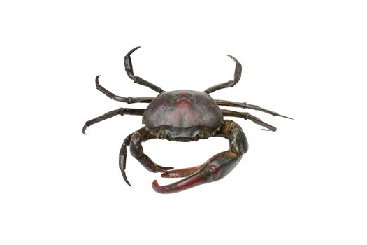 Crab isolated on white background.