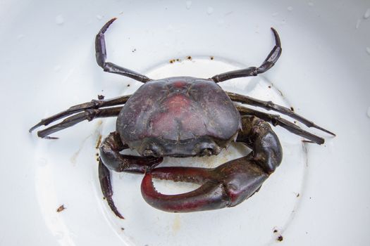 dark purple Crab in in white bowl.