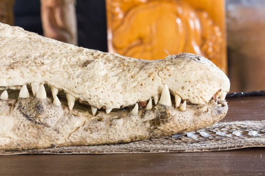 close-up crocodile skull on table