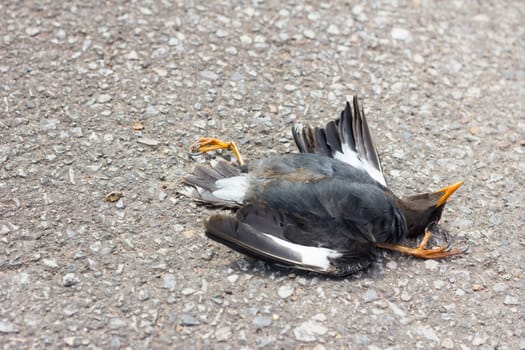 Dead bird lying in the road after being knocked down by a car.