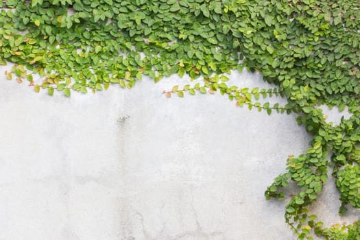 Coatbuttons or Mexican daisy on the wall.