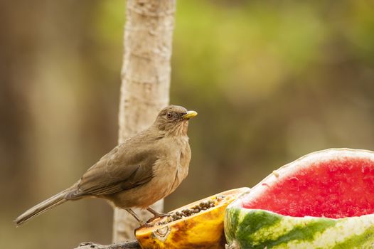 The Clay-colored Thrush or Yiguirro is the national bird of Costa Rica.