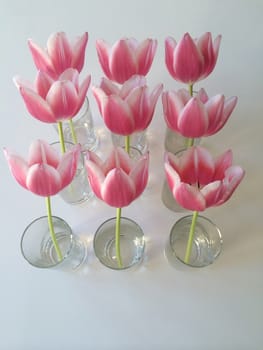 Rows of pink and white tulips