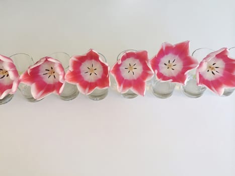 Row of pink and white tulips