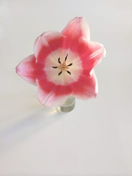 Pink and white tulip in a vase