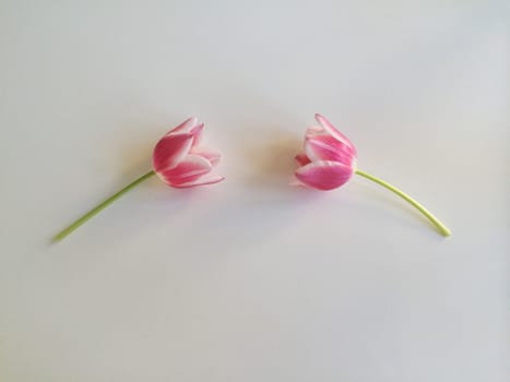 Two pink tulips on white