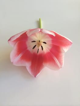 Pink and white tulip on white