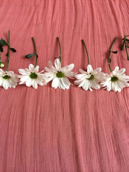 Cut white daisies on a pink colored background