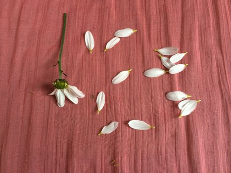 White flower petals