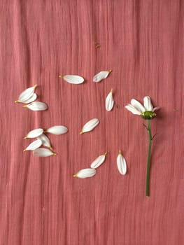 Scattered white flower petals on wrinkled pink fabric