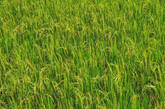 Green grass on rice fields in Bangladesh