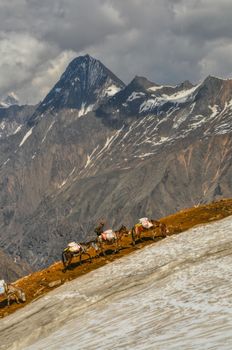 Caravan of donkeys in high altitudes of Himalayas mountains in Nepal