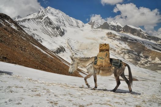 Mule loaded with supplies in high altitudes of Himalayas mountains in Nepal