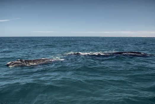 Whales swimming off the coast of Argentina in south America