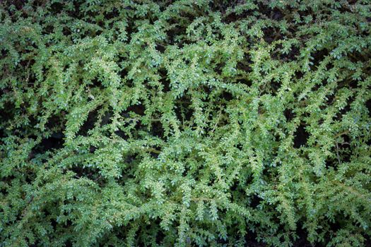 beautiful green leaves on the ground