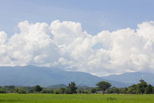 Green Rice Field with Mountains Background under Blue Sky, Chiang Rai, Thailand