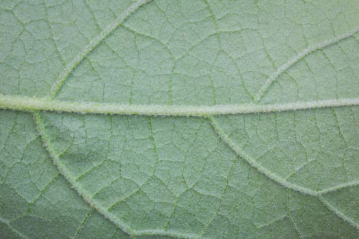 Abstract green leaf texture for background.