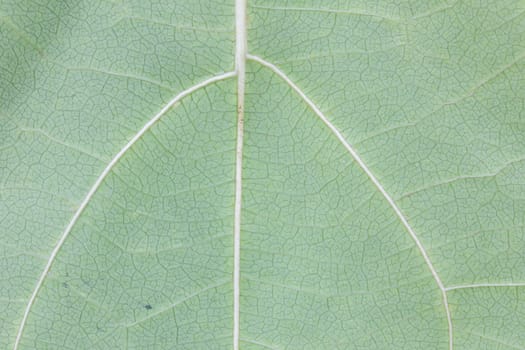 Pattern of green leaf surface background, closeup.