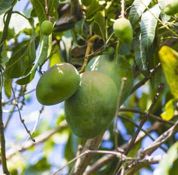  Green mango on tree in garden.
