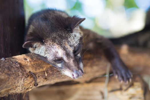 Asian Palm Civet produces Kopi luwak