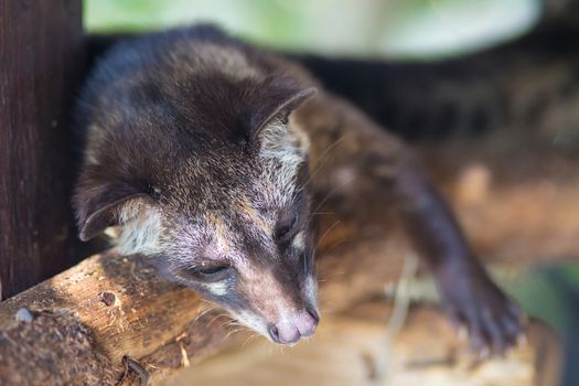 Asian Palm Civet produces Kopi luwak