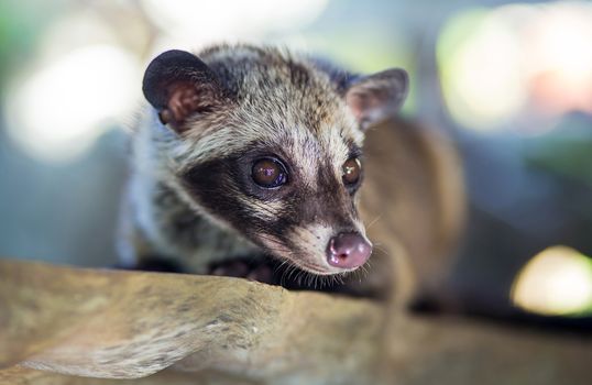 Asian Palm Civet produces Kopi luwak