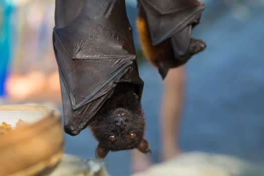 Black flying-foxes (Pteropus alecto)