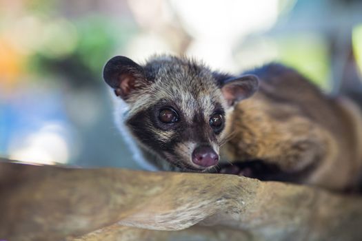 Asian Palm Civet produces Kopi luwak