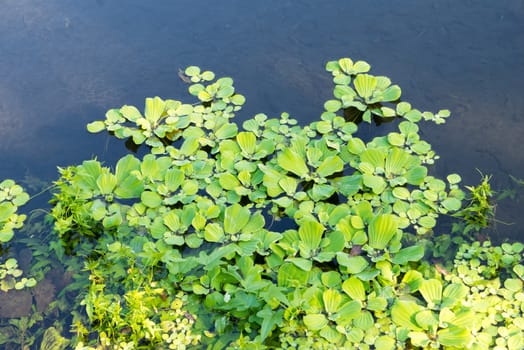 Duckweeds floating on water at lttle lagoon