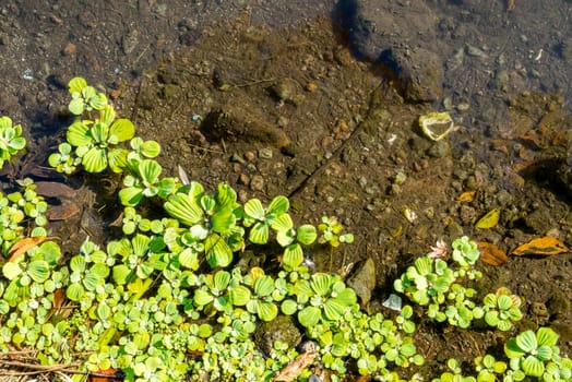 Duckweeds floating on water at lttle lagoon