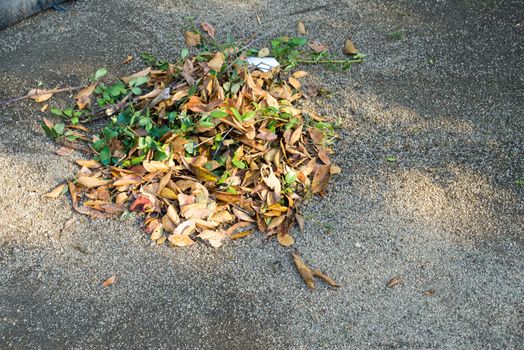 Dried leaves was swept together prepared for leave as garbage