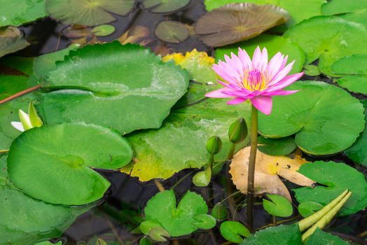 Lotus in hot Spring water boiling, Beppu, Oita, Japan