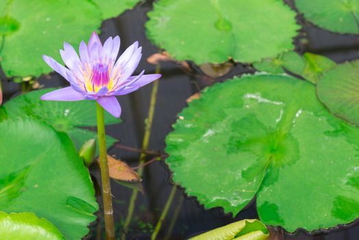 Lotus in hot Spring water boiling, Beppu, Oita, Japan