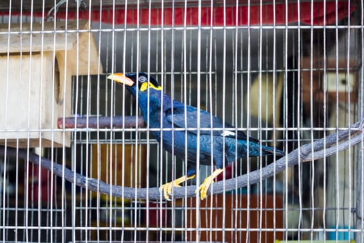 Common hill myna in the cage, concept slavery
