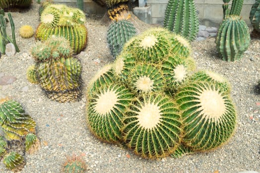 Various size of domestic cactus on sand