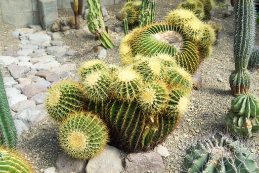 Various size of domestic cactus on sand