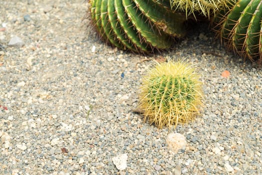 Various size of domestic cactus on sand