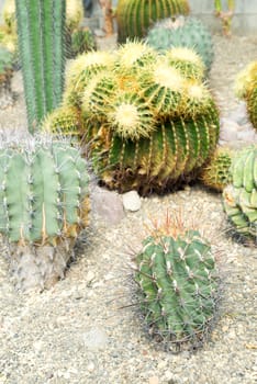 Various size of domestic cactus on sand