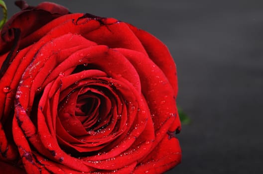 red rose detail 